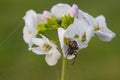 Cuckooflower cardamine pratensis Royalty Free Stock Photo