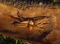 Close-up Spider on dry wood. Royalty Free Stock Photo