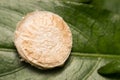 Close-up spider egg sac Royalty Free Stock Photo