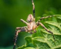 Macro Shot of Spider on Leaf Royalty Free Stock Photo