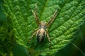 Spider on Leaf Close-Up Royalty Free Stock Photo