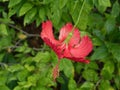 Close-up Spider Hibiscus Flower or Hibiscus Schizopetalus Isolated on Background Royalty Free Stock Photo