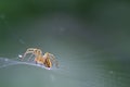 Close-up of a spider in its cobweb Royalty Free Stock Photo