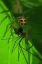 Close-up of spider on the leaf caught the other kinds Royalty Free Stock Photo