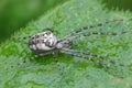 Close up of a spider, Metellina mengei, on a green leaf