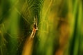 Close-up of a spider