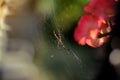 Close up spider on net