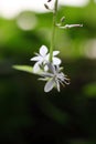 Close-up of spider plant flower with a macro lens