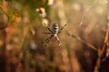 A close-up spider ready to attack. Royalty Free Stock Photo