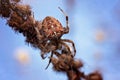 A close-up spider ready to attack. Royalty Free Stock Photo