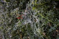 Close up of spider\'s web coated in glistening hoare frost with red holly berries