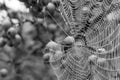 Monochrome close up of spider`s web hanging from red crab apple tree in autumn Royalty Free Stock Photo