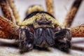 Close up spider with scary face