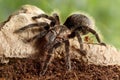 Close-up of Spider Tarantula and cockroach on snag