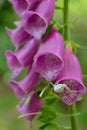 Close up of a spider waiting for preys in a digitalis purpurea plant