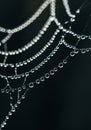 Close-up of a spider web adorned with dewdrops, creating a delicate and intricate Royalty Free Stock Photo