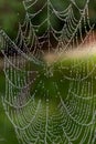 Close-up of a spider web Royalty Free Stock Photo