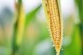 close-up of spider web with dew on corn leaves