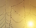 Close up of spider web with dew drops Royalty Free Stock Photo