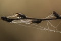 Close-up of a dry plant with cobwebs covered in dew Royalty Free Stock Photo