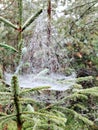 A close-up of a spider web in dew or fog on the green branches of a young spruce tree Royalty Free Stock Photo