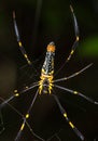 Close up Spider on the web (Nephila maculata)