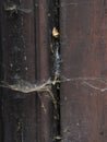 Close up spider web on the old wooden door. Halloween concept Royalty Free Stock Photo