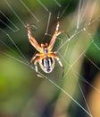 Close up spider on the web or spider web on green background for concept design, Beautiful stripe on spider and web in the nature