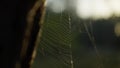 close up spider web is in sunset sun on tree in forest. sun flare is in frame. nature and wilderness beauty. Close up on