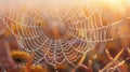 a close up of a spider web with water drops on it Royalty Free Stock Photo