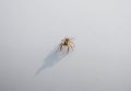 Close up spider on white background. Royalty Free Stock Photo