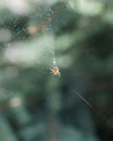 A close-up spider on a woven web on a tree in the city is waiting for its prey and restores the web