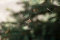 A close-up spider on a woven web on a tree in the city is waiting for its prey and restores the web