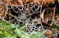 a spider's web glistening with icy frost