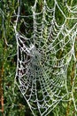 a spider's web glistening with icy frost