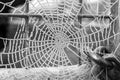 Close up of spiders web coated in glistening hoare frost - black and white Royalty Free Stock Photo