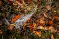 Close up of a spiders white cobweb covered with frost and ice crystals against a brown background in the countryside, Frozen