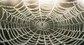 Spiderweb Dew Drops Beautiful Cobweb with Water Droplets Royalty Free Stock Photo