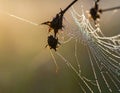 Dew-kissed spiderweb with insects at sunrise Royalty Free Stock Photo