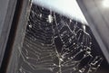 Close up of spiderweb with sun rays in the garden. Detail view of cobweb with sunset Royalty Free Stock Photo