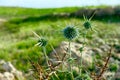 Close-up of spike plant in meadow