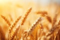 close up spike of wheat in a wheat field, blurred sunset background Royalty Free Stock Photo
