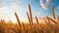 Close-up of the spikelets Spikes of wheat against the blue sky at sunset, generated AI Royalty Free Stock Photo