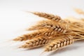 Close-up of spikelets of wheat on a white background. Generative AI