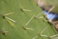 Close-up of the spikes of a cactus close up.