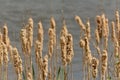 Fluffy cattailspikes in the marsh - Typha