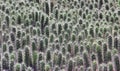 Close up of spikey Echinocereus cacti Royalty Free Stock Photo