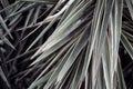 Close-up on the spiky, detailed texture of Yucca leaves. Such unique forms remind us of the diversity in the plant