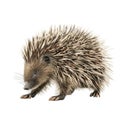 A Close-Up of a Spiky Echidna with a Black Background Royalty Free Stock Photo