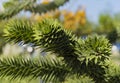 Close-up of spiky green branch of Araucaria araucana, monkey puzzle tree, monkey tail tree, or Chilean pine in landscape city park